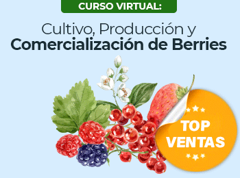 Cultivo Produccion y Comercializacion de Berries