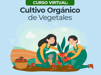 Cultivo Organico de Vegetales