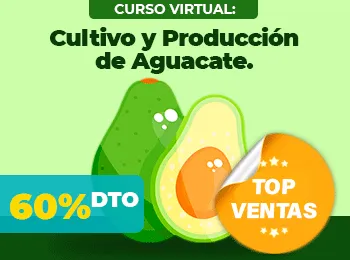 Cultivo y Produccion de Aguacate