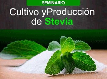 Cultivo y Produccion de Stevia