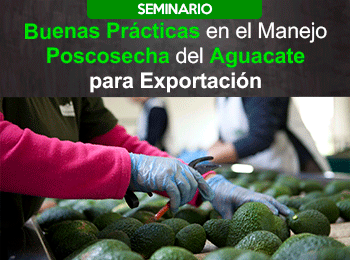 Buenas Practicas en el manejo poscosecha de aguacate para Exportacion
