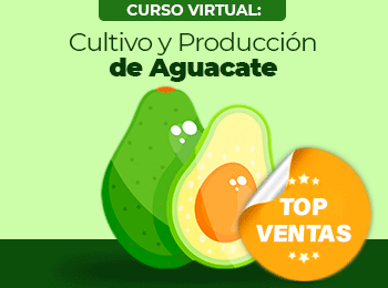 Cultivo y Produccion de Aguacate