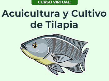 Acuicultura y Cultivo de Tilapia