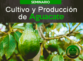 Cultivo y Produccion de Aguacate