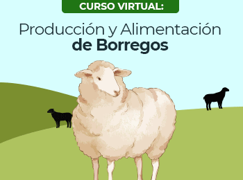 Produccion y Alimentacion de Borregos