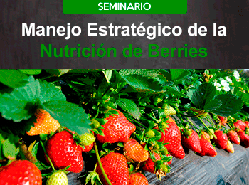 Manejo Estrategico de la Nutricion de Berries