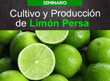 Cultivo y Produccion de Limon Persa